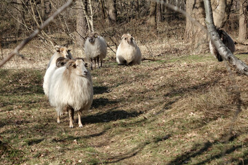 A flock of sheeps in the dunes of Solleveld af The Hague
