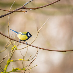 Fototapeta premium great tit perching on a small twig