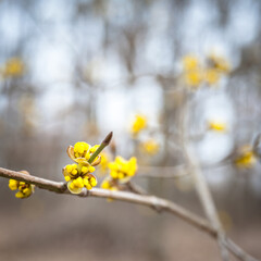 Yellow petal on a bush in spring