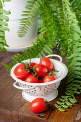 Fresh cherry tomatoes with drops of water, in a colander. Kitchen table with fern flower