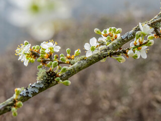 beautiful blackthorn blossom a sign of spring