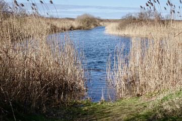 Early spring in the dunes of Solleveld of The Hague 