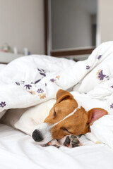 Cute Jack Russel terrier puppy with big ears sleeping on a bed covered with blanket. Small adorable...