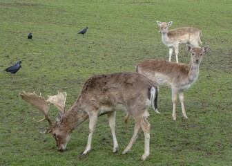 Naklejka na ściany i meble beautiful fallow deer sharing space with jackdaws