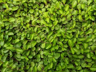 small leaves of light green hue close together