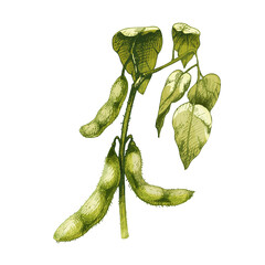 Unripe green fresh soybean pods with leaves and seeds. Vector hatching illustration