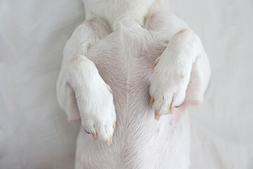 Cropped shot of jack russell terrier lying on the back in a bunny pose. Close up image of adorable small paws of a pup. Close up, copy space, top view, background.
