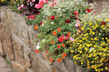 Naklejka premium Bunte Blumen blühen auf bepflanzter Mauer
