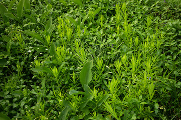 Nature view of beautiful spring green leaves and grass in the garden