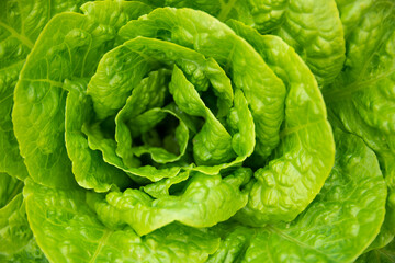 Lettuce growing in garden, fresh organic vegetables