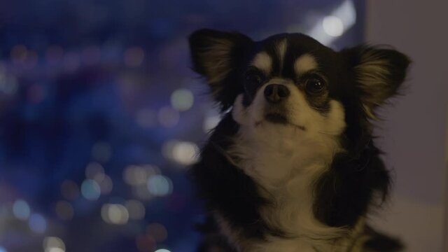Small cute dog sitting at home near the window and looking at camera. Beautiful night city behind the glass. Domestic tranquill atmosphere.