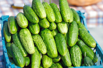 fresh cucumbers grown at home without the use of harmful substances