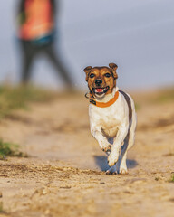 Young Jack Russell Terrier is running fast along the field road.