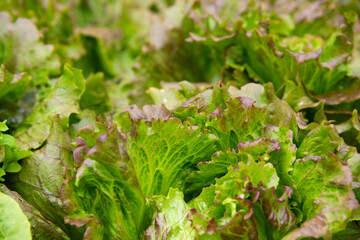 Lettuce growing in garden, fresh organic vegetables