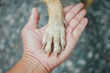 Dog foot on human hand. Concept for people with their pets.