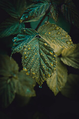 Raindrops on raspberry leaves. - 419189510