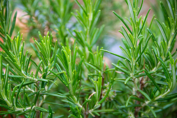 Rosemary growing in garden, fresh organic aromatic herbs