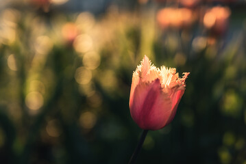 Garden tulip in the sun. - 419189569