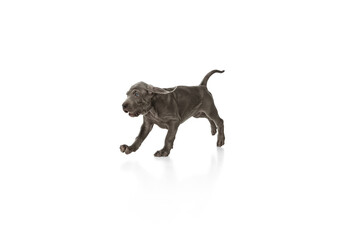 Silver color puppy of Weimaraner dog running isolated over white background.