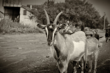 A herd of domestic goats goes to the pasture in the mountains. Ukraine, Kharkiv region, countryside. Horizontal shot.