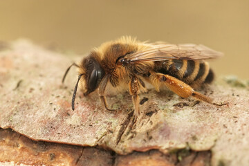 Closeup of a female yellow-legged mining bee, Andrena flavipes on a piece of wood