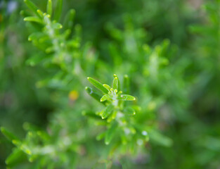 Rosemary growing in garden, fresh organic aromatic herbs