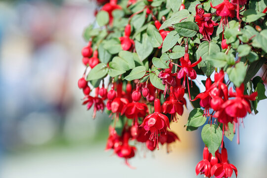 many red fuchsia flowers hanging down from a branch
