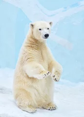 Foto op Plexiglas polar bear cub © elizalebedewa