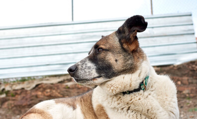 A cute dog with a collar resting and looking on the side