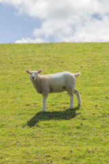 Obraz premium Schafe auf Pellworm