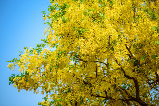  ( Cassia fistula, golden shower tree ) yellow flower blooming on roadside in april around the old wall , Chiang Mai, Thailand