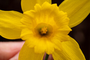 Closeup of a daffodil with focus on the cup or corona