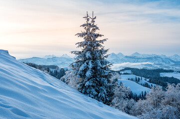 a fir tree in snow in Emmental Valley