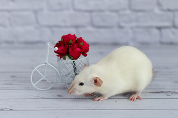 A cute white little rat sits next to a bouquet of red flowers. Flowers are arranged in a white bike toy basket.