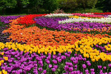 many colorful tulips, different varieties of tulips, bright spring flowers, background image,...