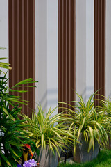 Row of green houseplants are growing on green lawn with brown battens on cement wall decoration in front yard area, side view and vertical frame