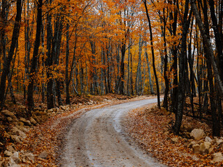 road path yellow leaves autumn forest nature fresh air tall trees