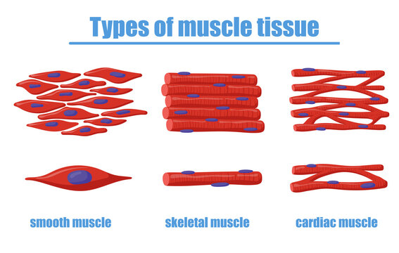 Different types of muscle tissue vector illustration. Smooth, skeletal and cardiac muscles of human body. Can be used for anatomy, biology, education, science concept