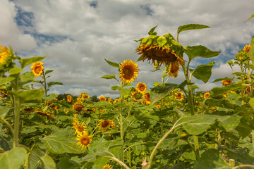sunflower and sky