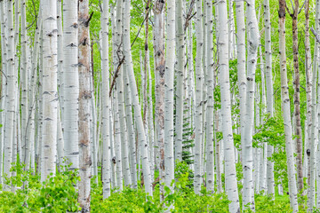 Aspen forest tree trunks pattern in summer on Kebler Pass in Colorado in National Forest park...