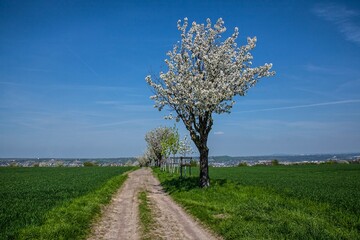 OBSTBAUM IN BL&Uuml;TE