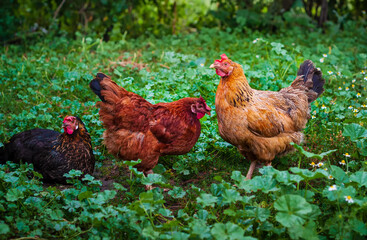 Several red hens are looking for worms in the green garden of a rural farm. Ukraine, Kharkiv region, countryside. Horizontal shot.