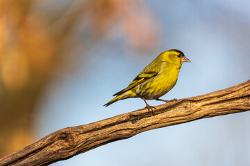 Eurasian Siskin on a tree branch