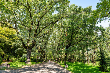 Warsaw, Poland Warszawa Romuald Traugutt Park green summer tree alley day and people walking on sidewalk street road