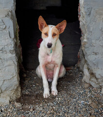 A closeup of a cute sitting basenji dog