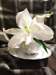 white lily in a cup