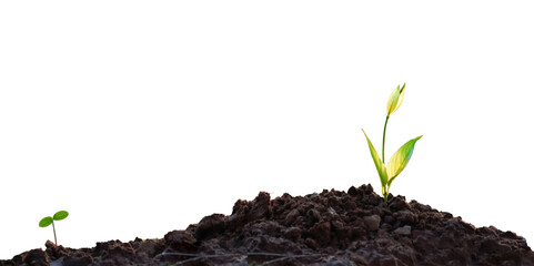 green young plant on soil isolate on white background, clipping part, nature concept                    