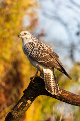Portrait view of a blonde common buzzard