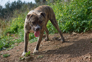 A closeup of a cute, powerful Cimarron Uruguayo (Perro cimarron uruguayo) dog