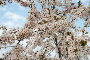 Cherry tree blooming season in Spain